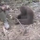 Is This Orangutan Playing Charades?